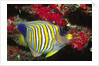 Regal Angelfish by Anonymous