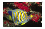Regal Angelfish by Anonymous