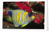 Regal Angelfish by Anonymous