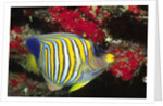 Regal Angelfish by Anonymous