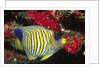 Regal Angelfish by Anonymous