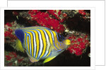 Regal Angelfish by Anonymous