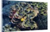 Giant Fluted Clam by Anonymous
