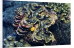 Giant Fluted Clam by Anonymous