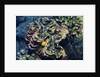 Giant Fluted Clam by Anonymous