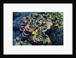 Giant Fluted Clam by Anonymous
