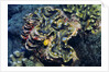 Giant Fluted Clam by Anonymous