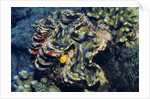 Giant Fluted Clam by Anonymous