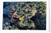 Giant Fluted Clam by Anonymous