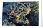 Giant Fluted Clam by Anonymous