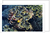 Giant Fluted Clam by Anonymous