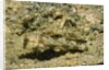 Signal Goby by Anonymous