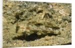Signal Goby by Anonymous