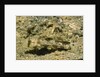 Signal Goby by Anonymous