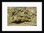 Signal Goby by Anonymous