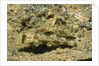 Signal Goby by Anonymous