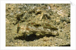 Signal Goby by Anonymous