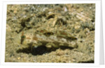 Signal Goby by Anonymous