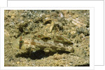 Signal Goby by Anonymous