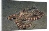 Mimic Octopus by Anonymous