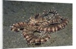 Mimic Octopus by Anonymous
