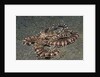 Mimic Octopus by Anonymous