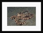 Mimic Octopus by Anonymous