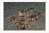 Mimic Octopus by Anonymous