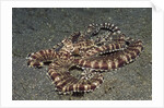 Mimic Octopus by Anonymous