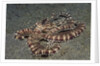 Mimic Octopus by Anonymous