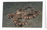 Mimic Octopus by Anonymous