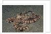 Mimic Octopus by Anonymous