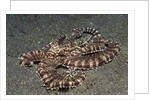 Mimic Octopus by Anonymous