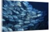 School of Bigeye Trevally by Anonymous