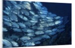 School of Bigeye Trevally by Anonymous