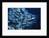School of Bigeye Trevally by Anonymous