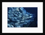 School of Bigeye Trevally by Anonymous