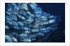 School of Bigeye Trevally by Anonymous