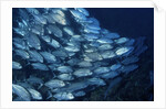 School of Bigeye Trevally by Anonymous