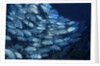 School of Bigeye Trevally by Anonymous