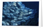 School of Bigeye Trevally by Anonymous