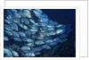 School of Bigeye Trevally by Anonymous