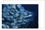 School of Bigeye Trevally by Anonymous