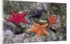 Bat Stars with Purple Sea Urchins by Anonymous