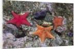Bat Stars with Purple Sea Urchins by Anonymous