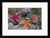 Bat Stars with Purple Sea Urchins by Anonymous