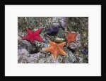 Bat Stars with Purple Sea Urchins by Anonymous