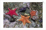 Bat Stars with Purple Sea Urchins by Anonymous