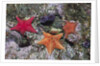 Bat Stars with Purple Sea Urchins by Anonymous