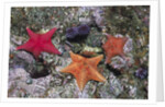 Bat Stars with Purple Sea Urchins by Anonymous